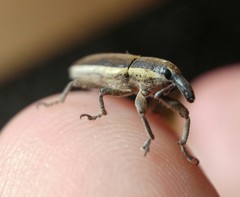 Lixus ochraceus