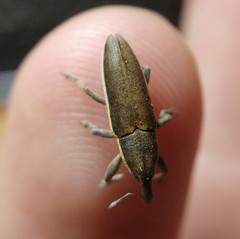 Lixus ochraceus