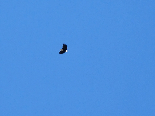 African Fish-Eagle