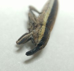 Lixus ochraceus