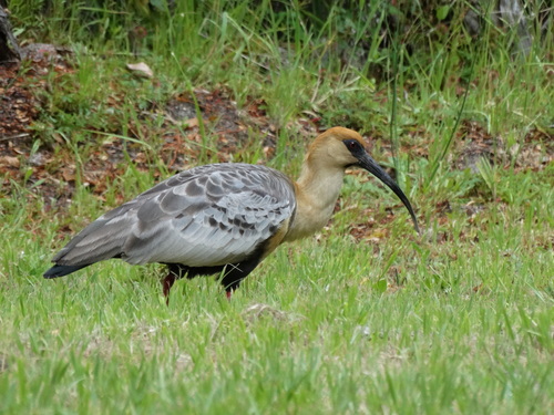 Black-faced Ibis