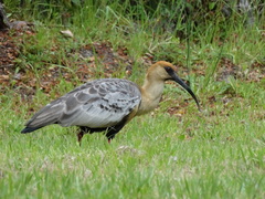 Black-Faced Ibis photo 4