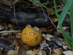 Cyttaria hariotii
