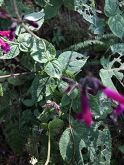 Salvia membranacea