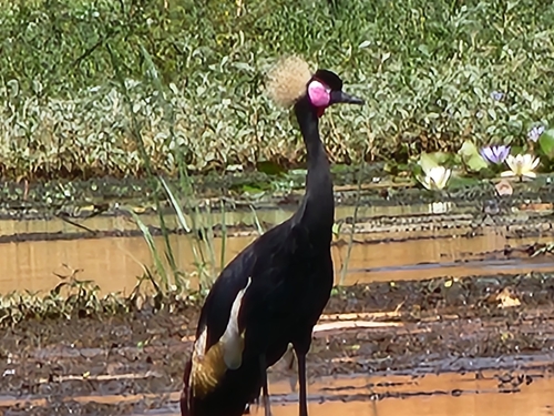 Eastern Black Crowned Crane