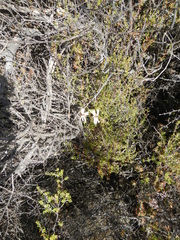 Pelargonium trifidum