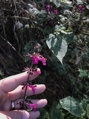 Salvia membranacea