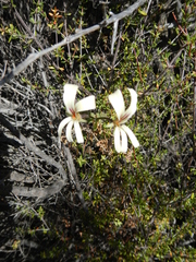 Pelargonium trifidum