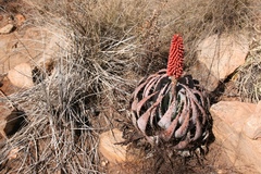 Aloe peglerae