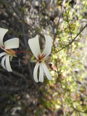 Pelargonium trifidum