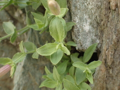 Silene cordifolia