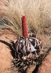 Aloe peglerae