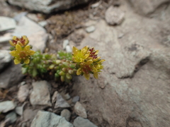 Sedum alpestre