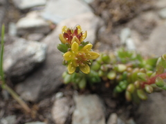 Sedum alpestre