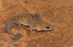 Pachydactylus capensis