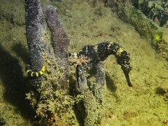 Hippocampus comes