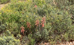 Gonialoe variegata