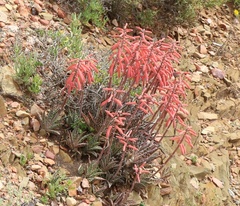 Gonialoe variegata