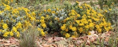 Berkheya cuneata