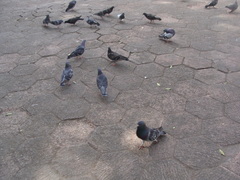Columba livia