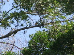 Pitangus sulphuratus