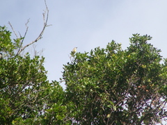 Tyrannus melancholicus