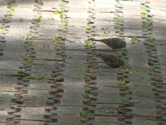 Columbina inca