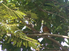 Turdus rufopalliatus