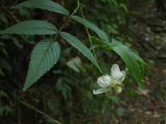 Rubus cardotii