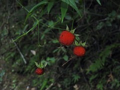 Rubus cardotii