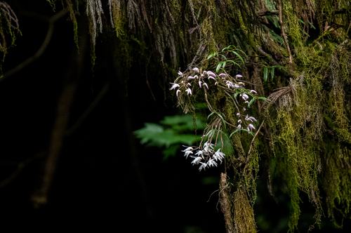 Dendrobium moniliforme (Dendrobium moniliforme)