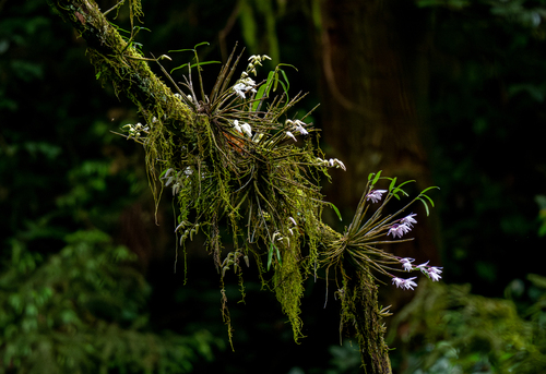 Image of Dendrobium moniliforme by (c) Forest Botial-Jarvis, some rights reserved (CC BY)
