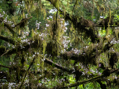 Dendrobium — photo 3