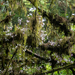 Dendrobium — photo 3