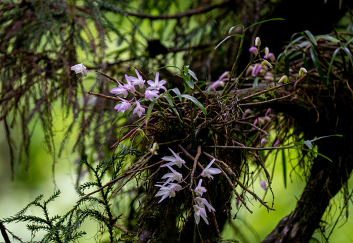 Image of Dendrobium moniliforme by (c) Forest Botial-Jarvis, some rights reserved (CC BY)