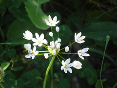 Amerallium