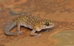 Pachydactylus capensis