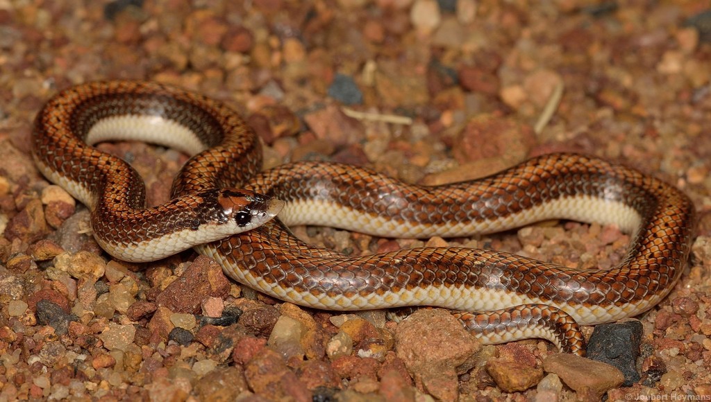 Twin-striped Shovel-snout