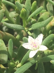 Sesuvium edmonstonei