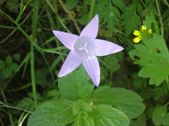 Campanula spatulata
