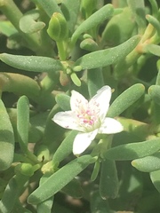 Sesuvium edmonstonei