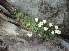 Saxifraga aspera