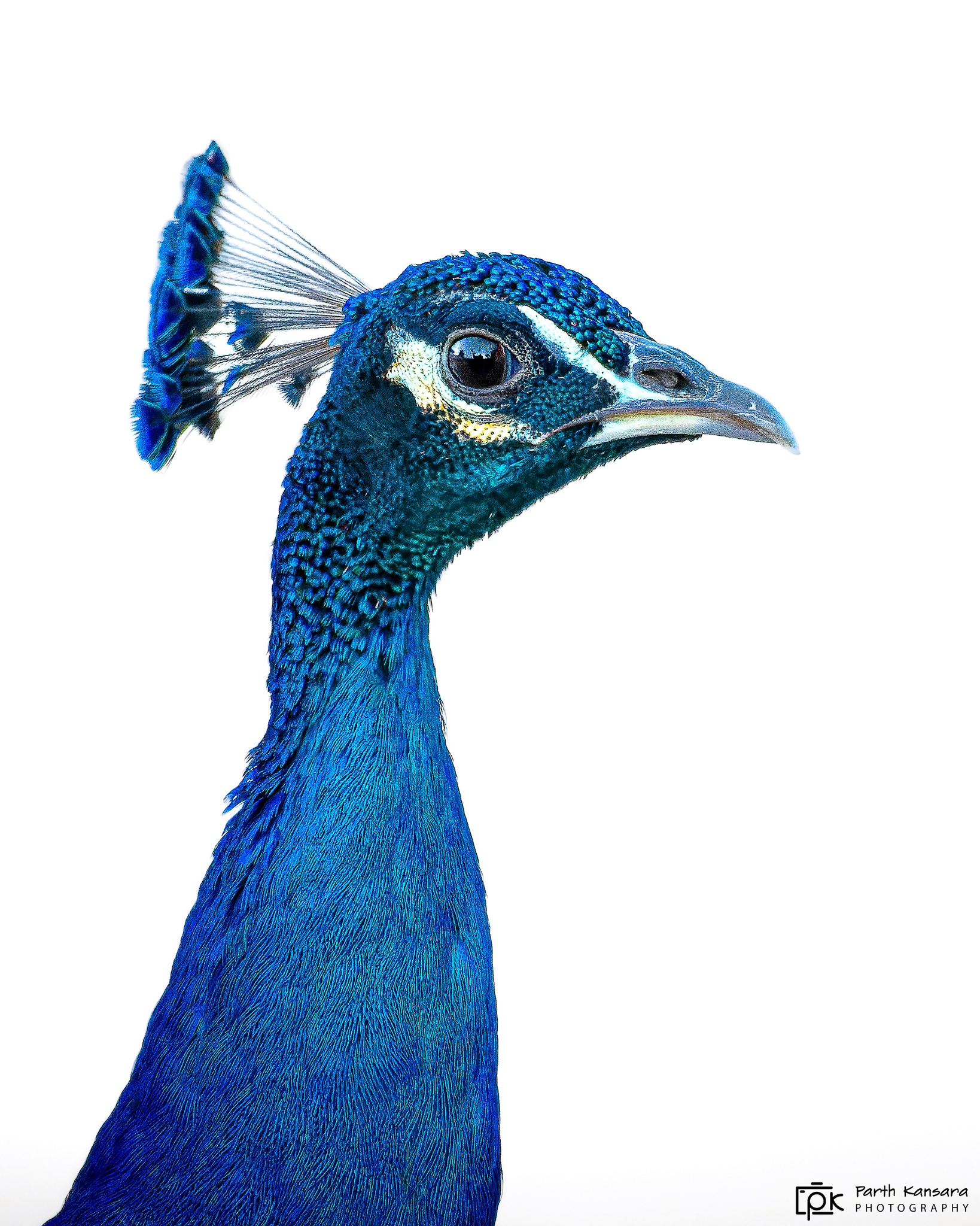 Indian Peafowl illustration
