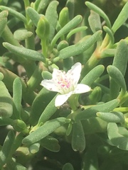 Sesuvium edmonstonei