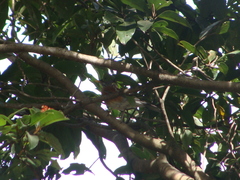 Turdus rufopalliatus