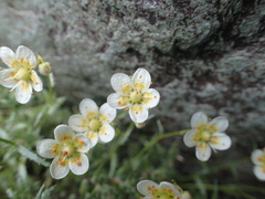 Saxifraga aspera