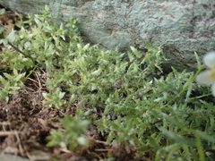 Saxifraga aspera