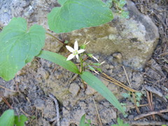 Claytonia lanceolata