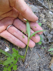 Claytonia lanceolata