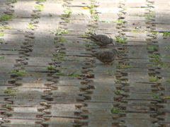 Columbina inca
